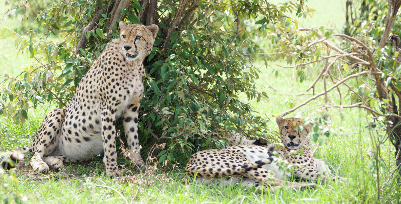 Masai mara safari with karungo safaris (8)